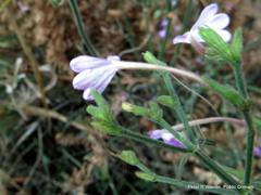 Justiciinae