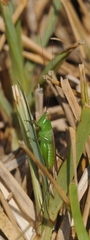 Tettigoniidae