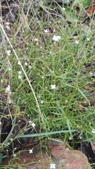 Oldenlandia herbacea