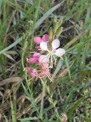 Oenothera suffrutescens