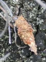 Lepidoptera