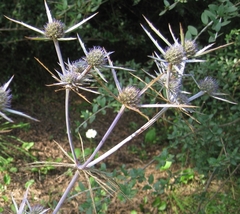 Eryngium tricuspidatum