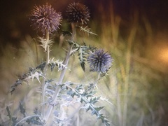 Echinops ritro