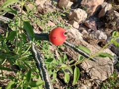 Peniocereus greggii greggii