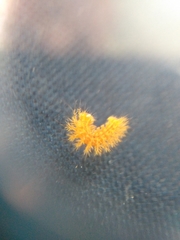 Automeris io