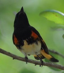 Setophaga ruticilla