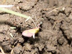 Choristostigma perpulchralis