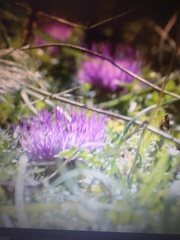 Cirsium acaule