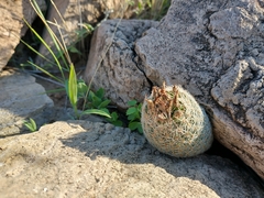Escobaria tuberculosa varicolor