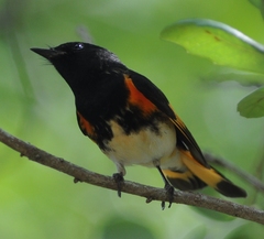 Setophaga ruticilla