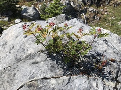 Sorbus sitchensis grayi