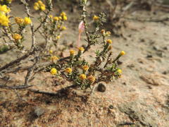 Marasmodes oligocephala