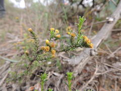Marasmodes oligocephala