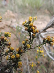 Marasmodes oligocephala
