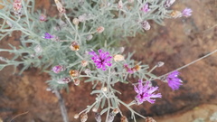 Oocephala staehelinoides