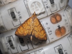 Ecpyrrhorrhoe rubiginalis