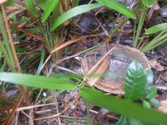 Rhinoclemmys punctularia