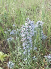Liatris carrizana