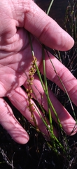 Triglochin palustris