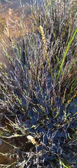 Triglochin palustris