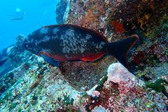 Cephalopholis colonus