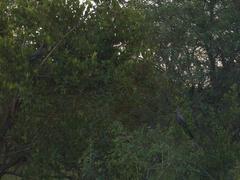 Corythaixoides concolor concolor