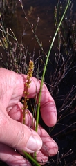 Triglochin palustris