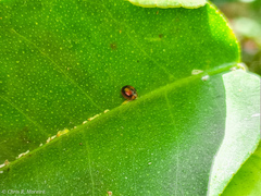 Pentilia chelsea