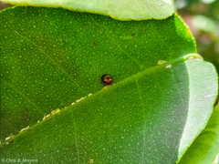 Pentilia chelsea