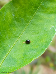 Pentilia chelsea