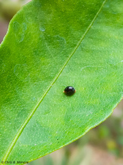 Pentilia chelsea