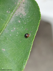 Pentilia chelsea