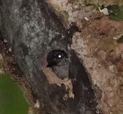 Picumnus granadensis