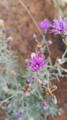 Oocephala staehelinoides