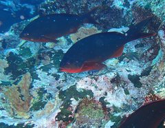 Cephalopholis colonus