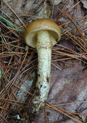 Suillus intermedius