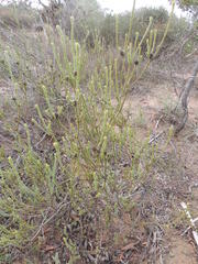 Leucadendron thymifolium