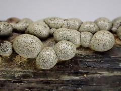 Polyschismium chailletii