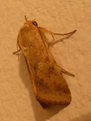 Helicoverpa armigera