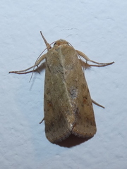 Helicoverpa armigera