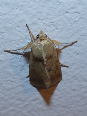 Helicoverpa armigera