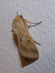 Helicoverpa armigera
