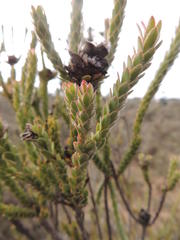 Leucadendron thymifolium