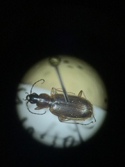 Agonum lutulentum