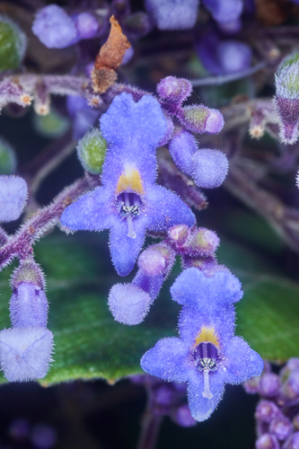 Cornutia pyramidata