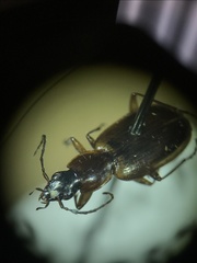 Agonum lutulentum