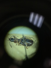 Agonum lutulentum