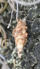 Lepidoptera