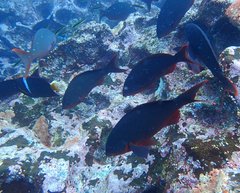 Cephalopholis colonus