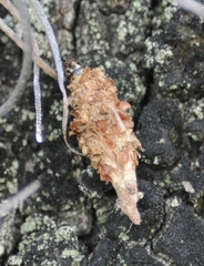 Lepidoptera